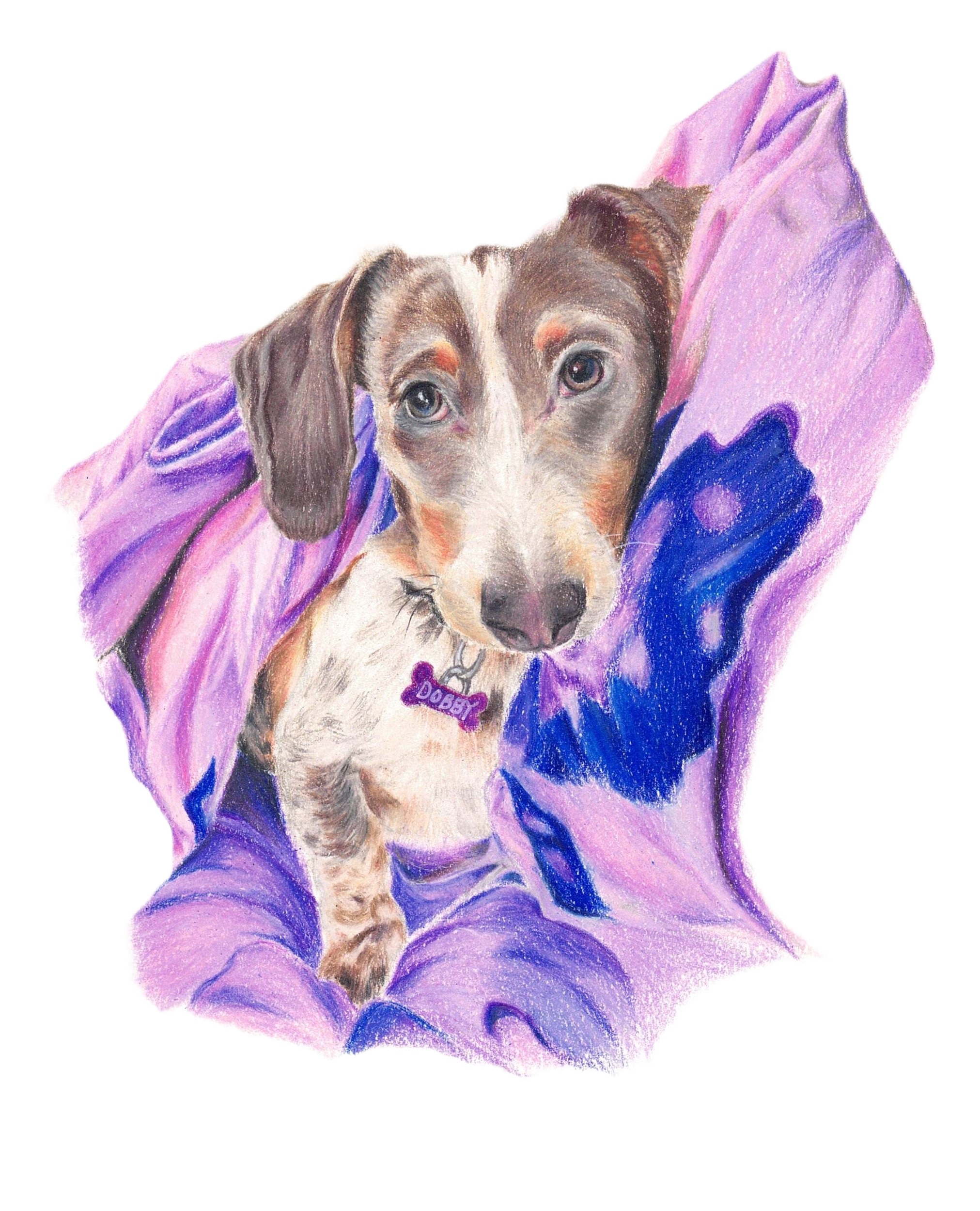 colored pencil dog portrait