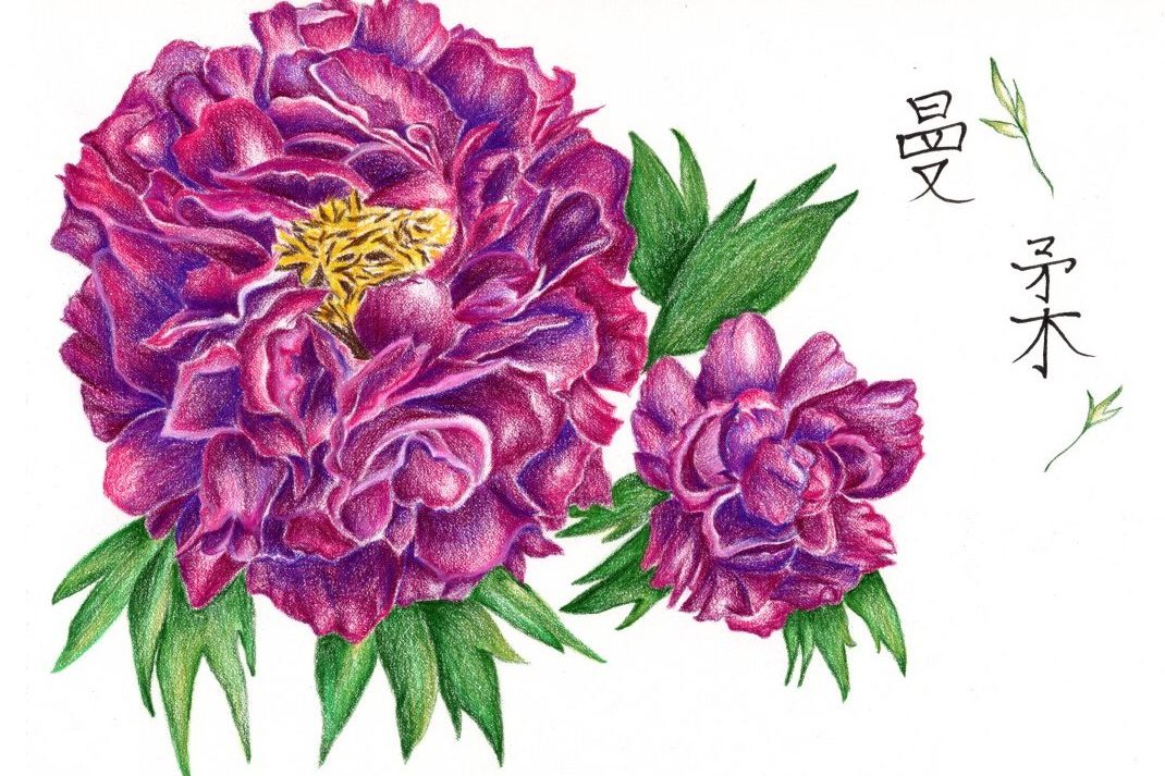 Purple peonies in colored pencil