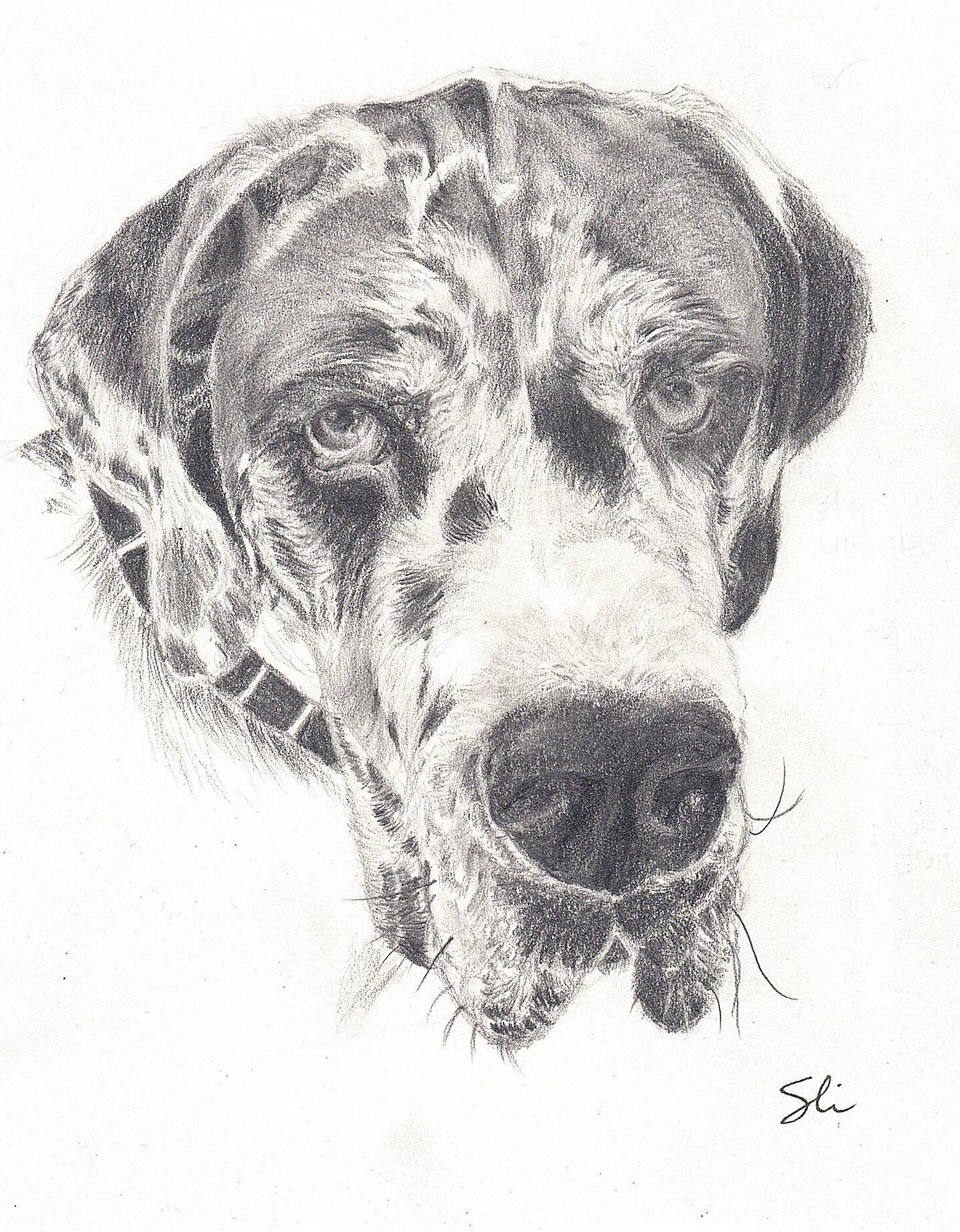 graphite dog portrait