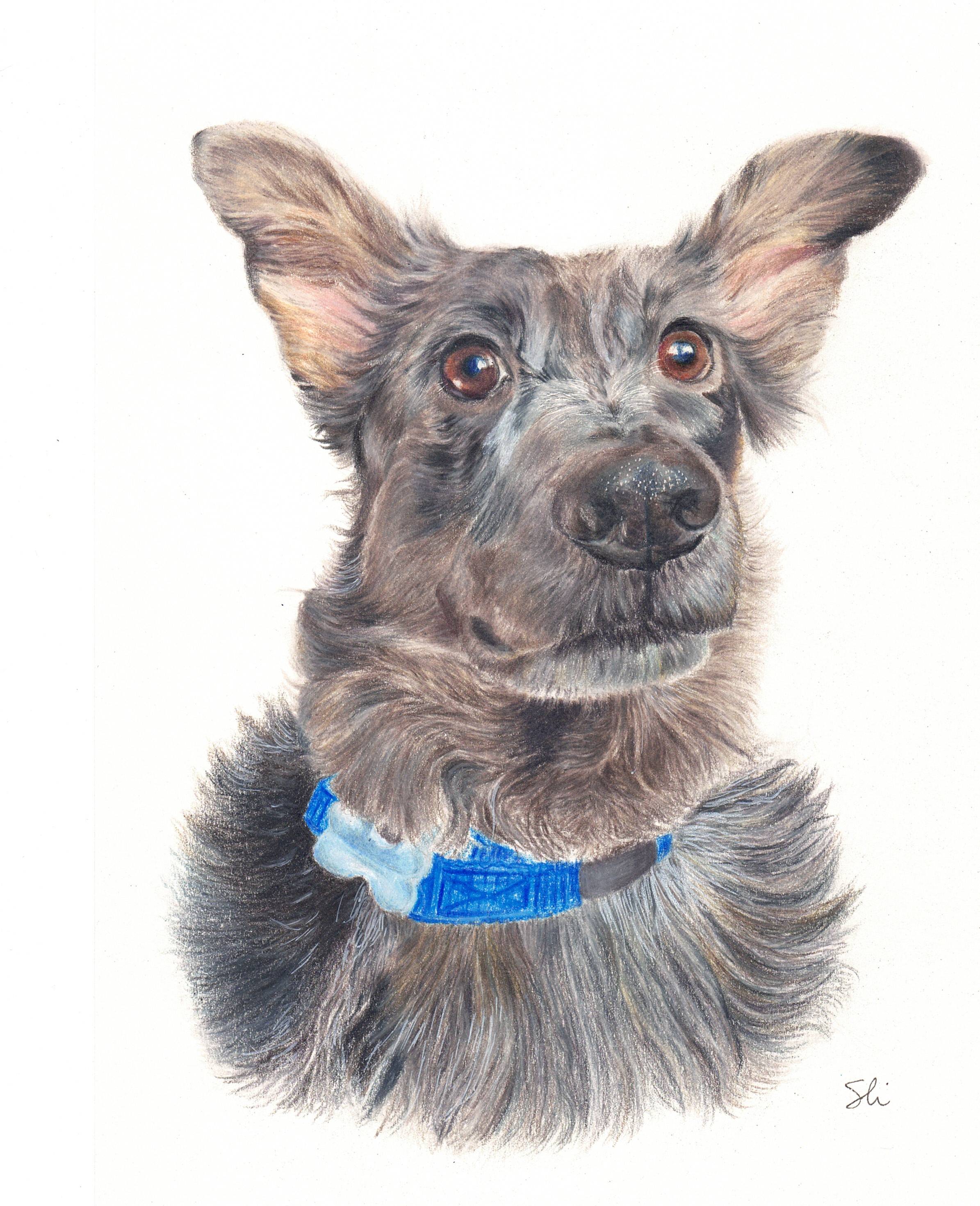 colored pencil dog portrait