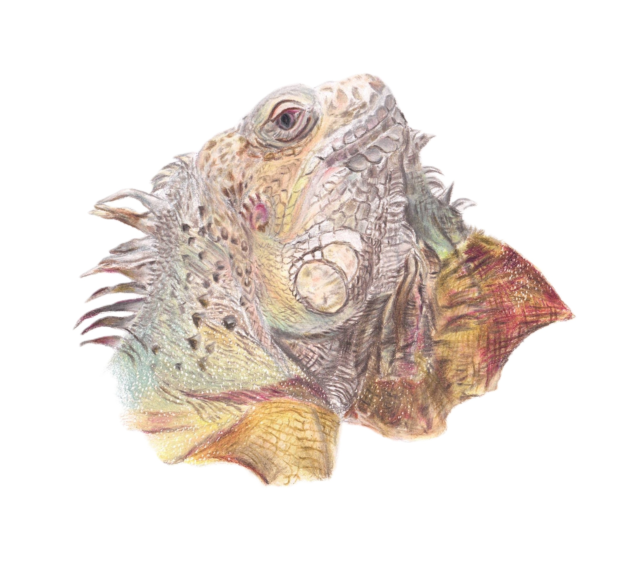 colored pencil lizard